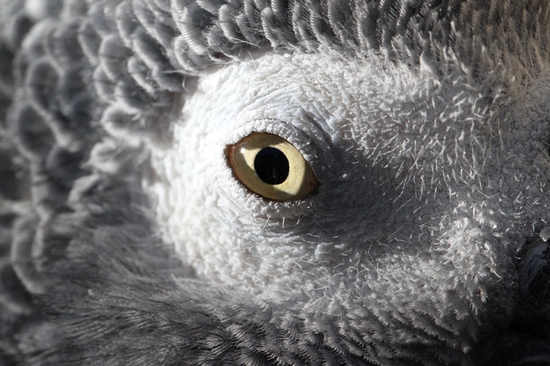 african grey parrot eye